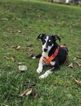 der hübsche Percy sucht seine Familie - Siggelkow