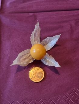 Andenbeere 'Don Ramon' (Physalis peruviana) Erdkirsche - Horgenzell