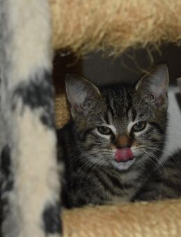 Katzenkinder suchen ihr für immer Zuhause !!!! - Hohenstadt