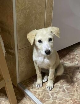 Emma sucht liebevolles zu Hause - Brühl (Baden-Württemberg)