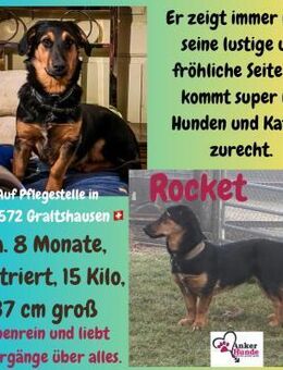 💙Rocket💙 sucht eine liebe Familie - Freilassing