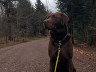 Labrador Retriever Deckrüde 4Jahre alt - Neuried (Baden-Württemberg)