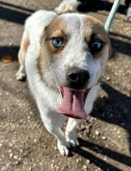 Sehr sozialer kinderlieber BLUE sucht ♥️ - München