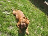 Old endlich bulldogge super lieb - Wiesbaden
