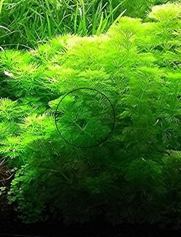 Ambulia, Wasserpflanze, Versand/ Abholung - Mechernich