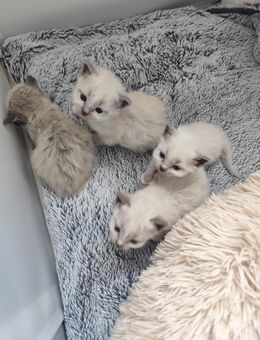 Heilige Birma Kitten geb 10.9 - Wittmar