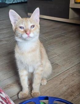 Zuckerschnute Cinnamone - Margetshöchheim