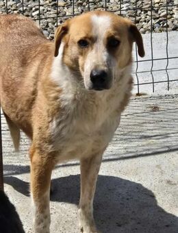 Hübscher RILEY sucht DRINGEND Zuhause - Neuberg