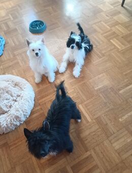 Chinesischer Schopfhund Powderpuff. - Schongau