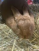 Kaninchen zu verkaufen in 34477