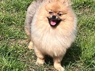 Pomeranian/Zwergspitz - Wuppertal