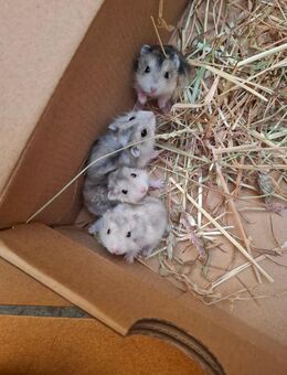 Dsungarische Zwerghamster - Marktheidenfeld