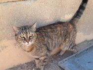 Liebe, zutrauliche Katze Micaela - Karlsruhe