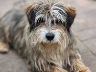 Süßer Wuschelhund Findus - 30cm - Siggelkow