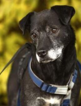 Navara - wartet in 24536 Neumünster - Oberwies