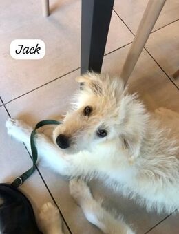 JACKY 🩵 🩵 🩵 zuckersüßer Hundebub - Bad Karlshafen