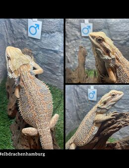 No.2 Citrus Blue Bartagame male (pogona vitticeps) NZ April 2025 - Hamburg Wandsbek
