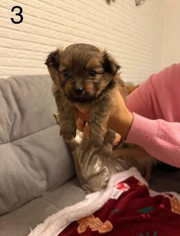 Noch 2 Pomeranian Mix Welpen - suchen ein liebevolles Zuhause! - Duisburg