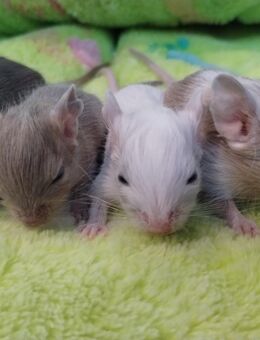 Niedliche Degu Kids,viele tolle Farben:Schoko,Lilac-,Creme-Schecke,Agouti suchen demnächst Dich! - Hille