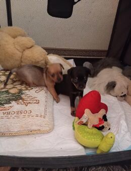 Chihuahua Rehapinscher Mix Welpen zu verkaufen - Fladungen