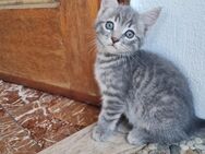 Katzen Babys - Mörlenbach