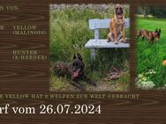 Malinois Welpen (Malinois / X- Herder) - Niesky