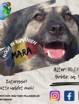 MARA - möchte eine gemütliche Familie - Waakirchen