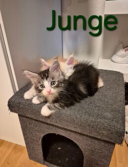 Maine Coon Kitten - Osnabrück