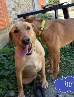 Rexy ein Engel auf 4 Pfoten - Flörsheim-Dalsheim