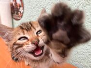 Bengal x Britisch Kurzhaar Kater - Berlin