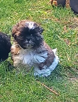 Reinrassige Shih-Tzu Welpen 850€, 39606 Osterburg - Osterburg (Altmark)