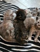 Maine Coon Kitten in 98597