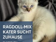 🐾 Liebevolles Zuhause für 11 Wochen altes Ragdoll-Mix Katerchen gesucht - Langweid (Lech)