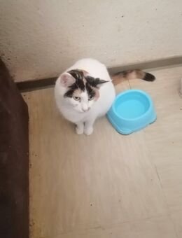 Schnurri sucht dringend ein neues Zuhause - Dortmund Nordstadt