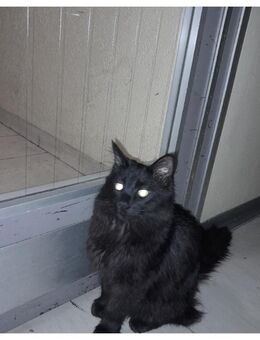 Schwarzer Langhaar Kater - Neufahrn (Freising)