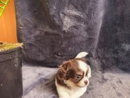 Langhaarige Chihuahuas Welpen - Nürnberg