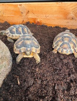 Breitrandschildkröten (Testudo marginata) Nachzuchten 2023 - Cremlingen