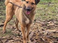 ♥️KAYA ist ein Traum von einen Hund♥️ - München