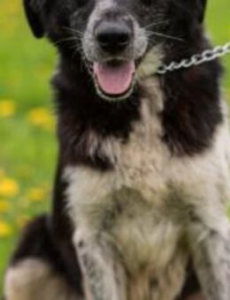 Sanfte Yuna - Ellerbek