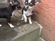 Zwei Zuckersüße Chihuahua Rüden suchen einen für immer zu Hause ♥️ - Sonneberg