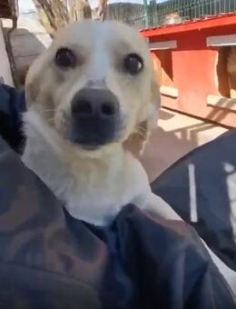 Junghund Boots hat sein Frauchen verlore - Koblenz