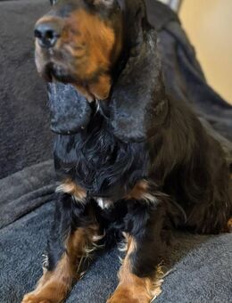 🐶 DAISY sanfte Cocker Spaniel-Dame - Kassel