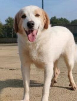 Cuddles - Liebe zum Mitnehmen! - Gerlingen