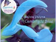 ♥ Salbei Cambridge Blue hellblau,Samen,winterharte Staude Rarität, Garten Saatgut Tulpenstolz,Salvia Patens - Hamburg