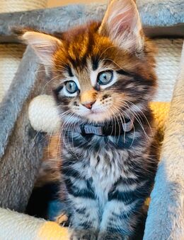 Fleur...Reinrassiges Maine Coon Kitten mit Stammbaum - Bottrop
