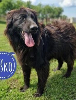 Bosko ein toller Rüde - Flörsheim-Dalsheim