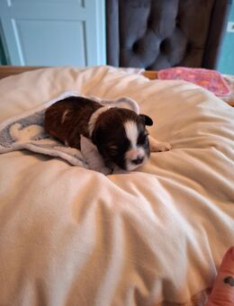Shih tzu welpen - Seehausen (Altmark, Hansestadt)