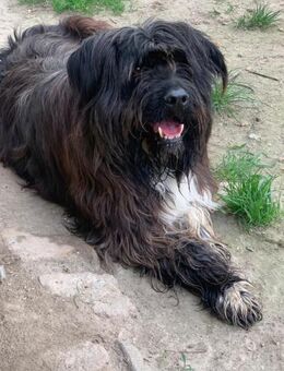 Zeusz, Bearded Collie, mit Video - Frankfurt (Main)