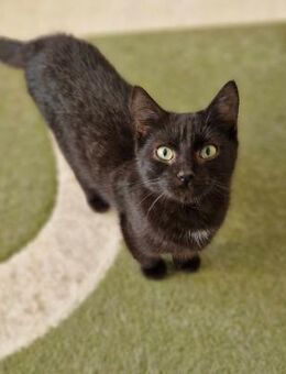 Boron als Kitten ausgesetzt - Augsburg