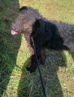 Hündin - Eußenheim